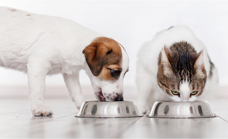 essential nutrition for our dogs and cats