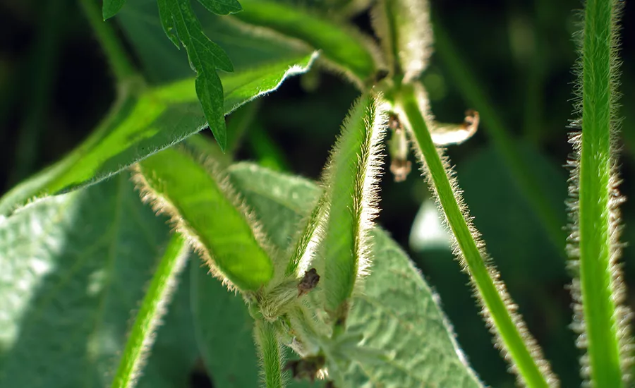 Soy Bean Pod Forming