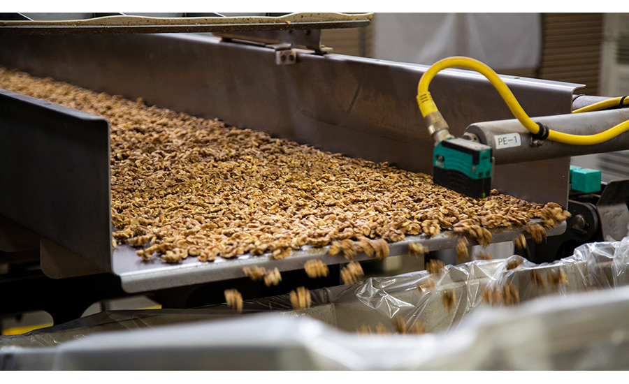 Conveyor Dumping Walnuts in Bins