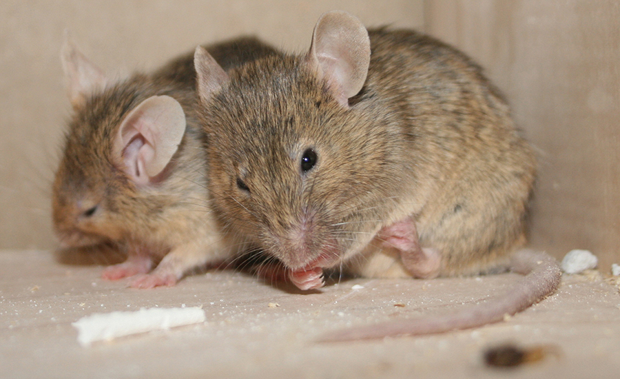 House Mouse