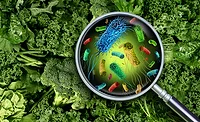 Regulatory Watch, Food Safety