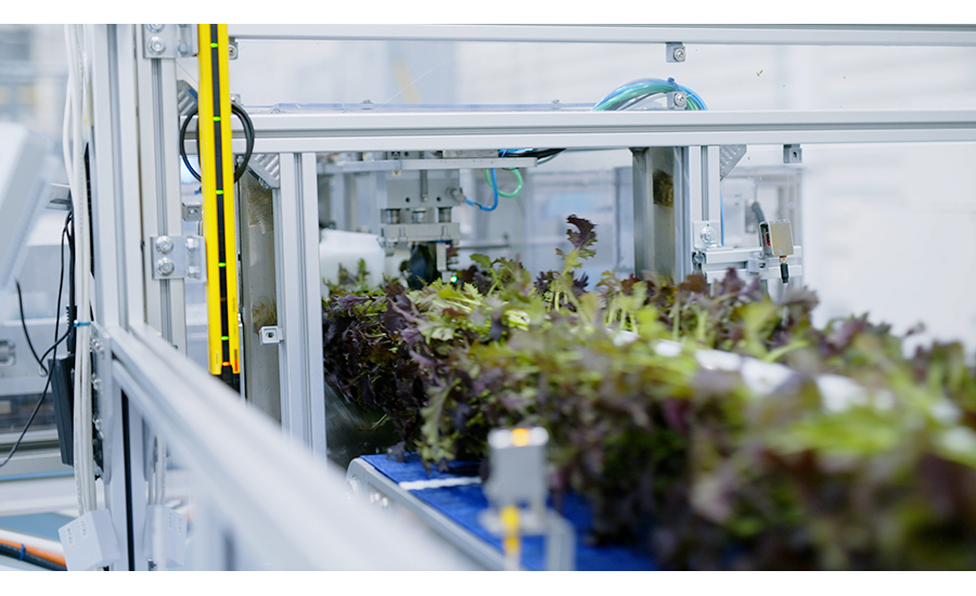 An automated processor picks leafy greens