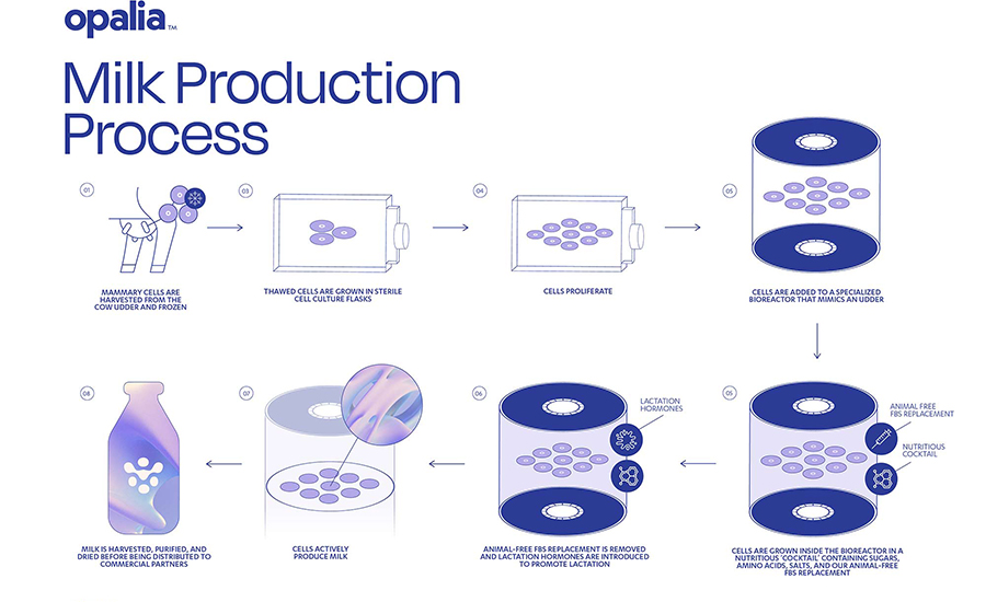 Basic steps of Opalia’s milk production process