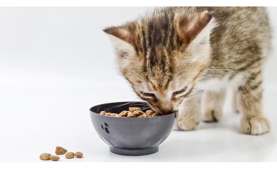 kitten eating food