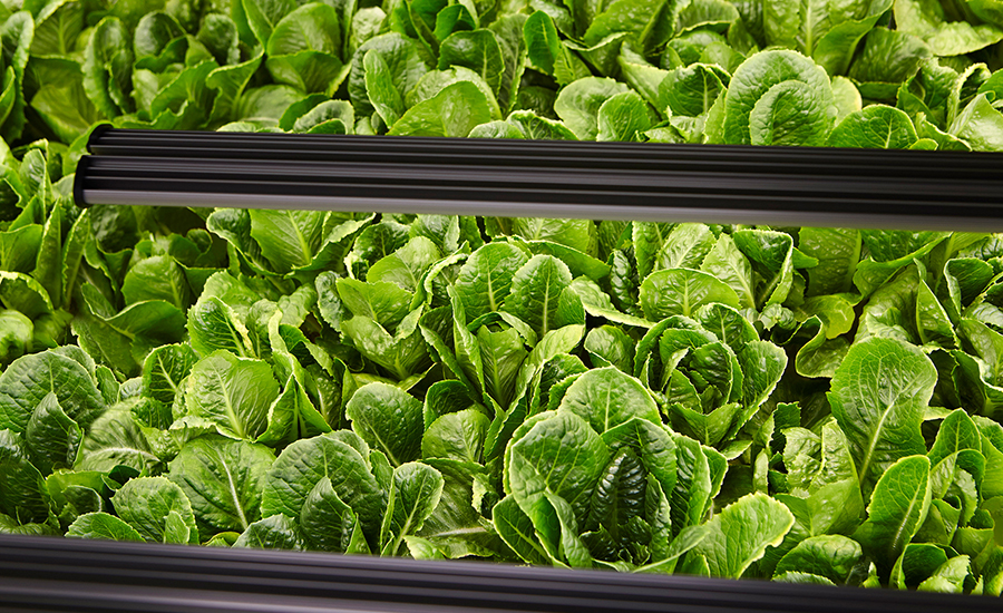 Indoor farming