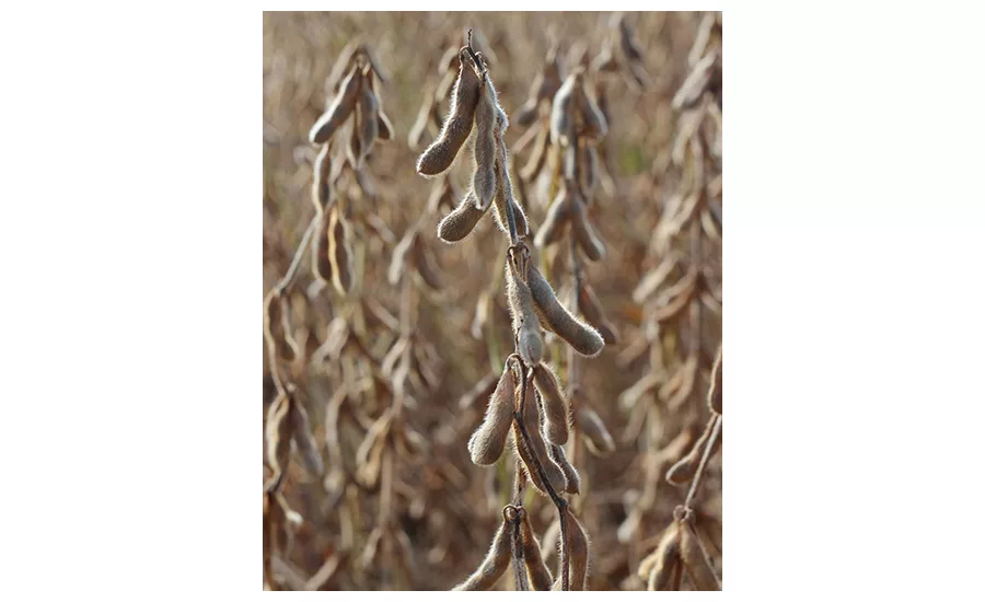 high oleic soybeans