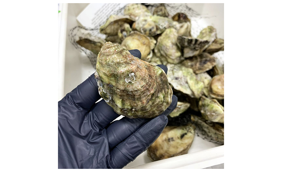 Oyster analyzed at FIU