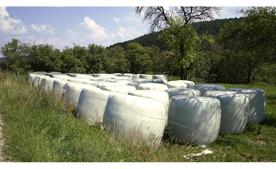 Sileage feed for cattle wrapped by a bailer