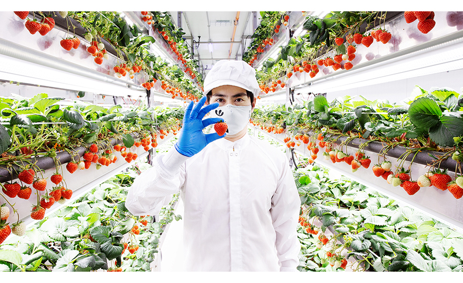 Picture of a vertical farm employee wearing protective clothing and holding a strawberry