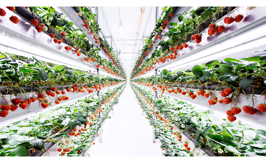 Image of a vertical strawberry farm with the farm rows going up the side of the image and the center in a white door.