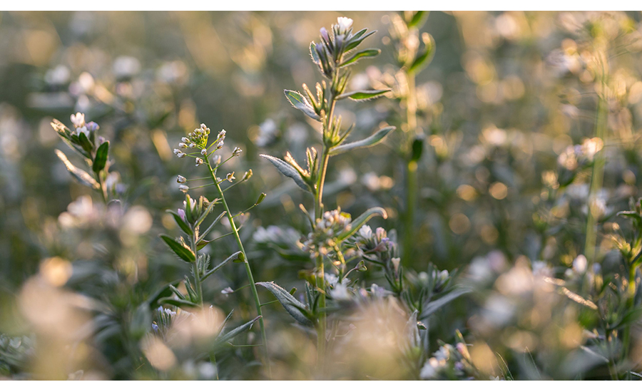 Ahiflower crop