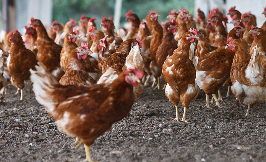 Bird flu is causing the price of eggs to soar.