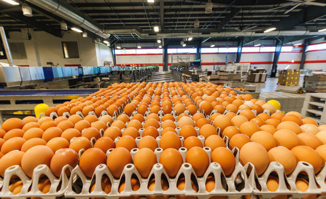 Egg Central Station production floor