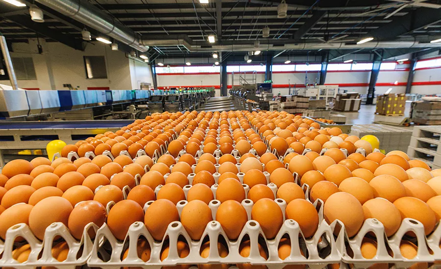 2022 05 16 vital farms ecs production 612