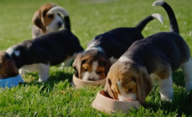 Puppies eating outside on grass