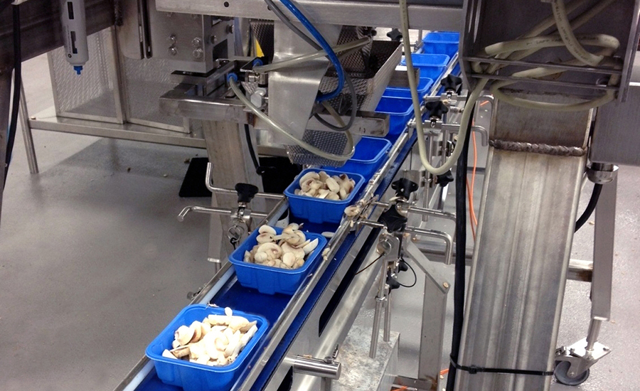 Monterey Mushrooms’ facility in London, TN chose sanitary AquaPruf and AquaGuard conveyors