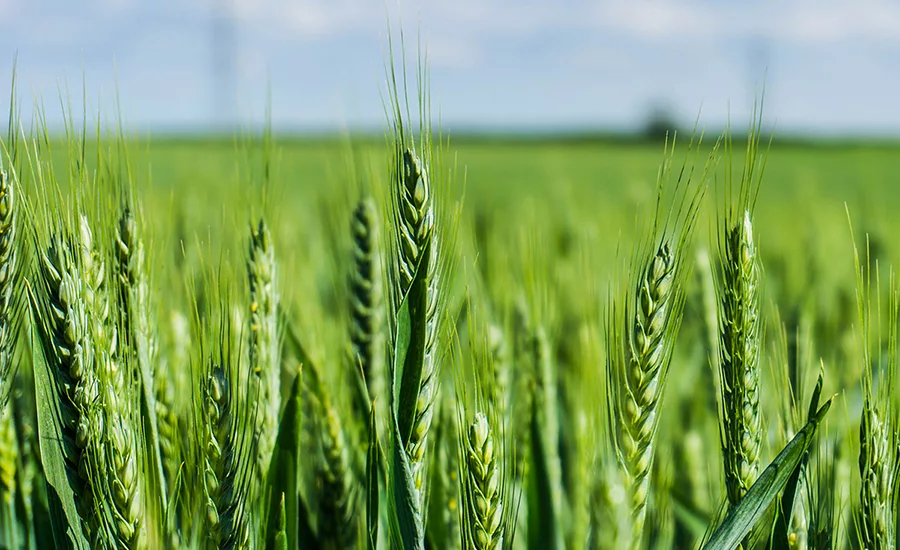 genome-edited plants