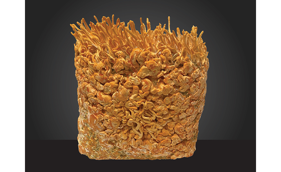 Cordyceps