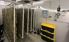 Cannabis drying room