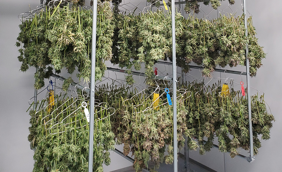 Cannabis drying