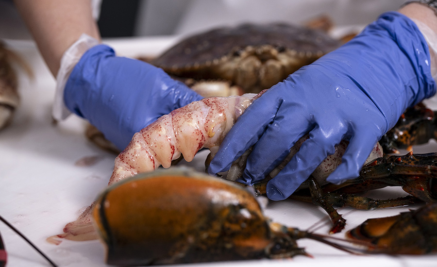 Shucking lobster tail