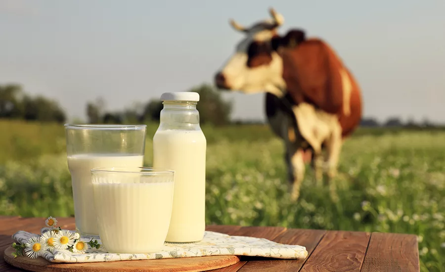 Milk products and cow milk products on table with cow in background