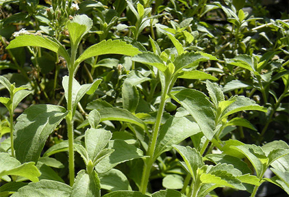 Future looking sweet for Stevia