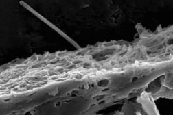 Carbon Nanotube penetrating lung