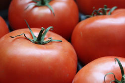 Organic tomatos