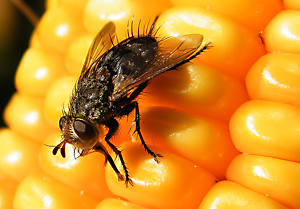 Fly on corn