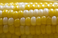 Corn on the cob-feat