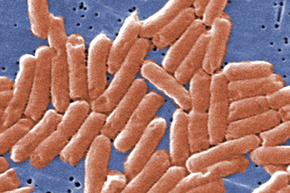 New Salmonella serotype discovered