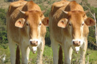 Cloned cows