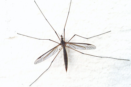 Mosquito