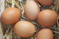 Eggs from uncaged hens