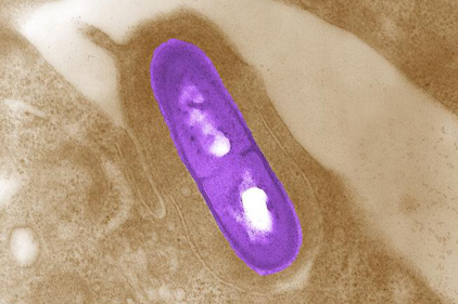 Listeria bacterium (CDC)