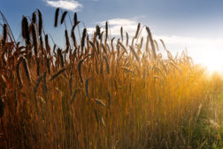 Wheat--a staple grain