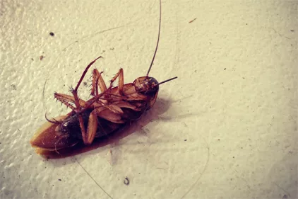 Dynamic integrated pest management says shoo fly, donâ??t bother me