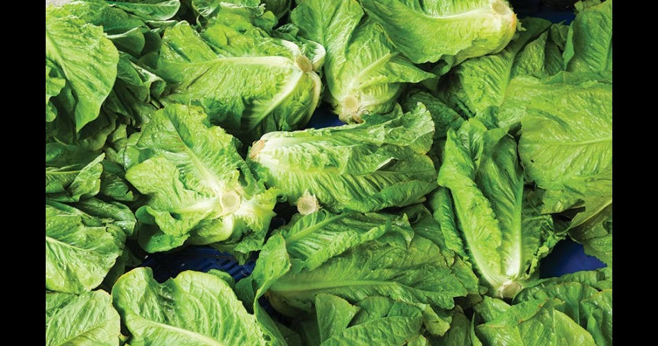 Romaine lettuce E. coli outbreak