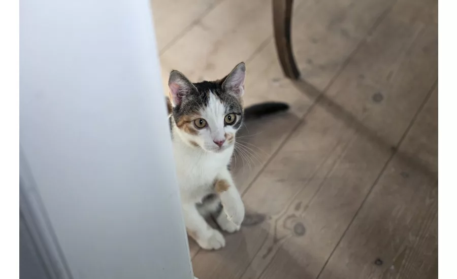 Mars pet packaging cat