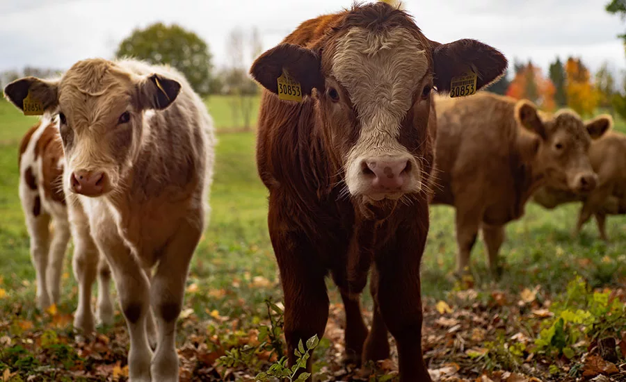 Dairy cattle by René Schindler