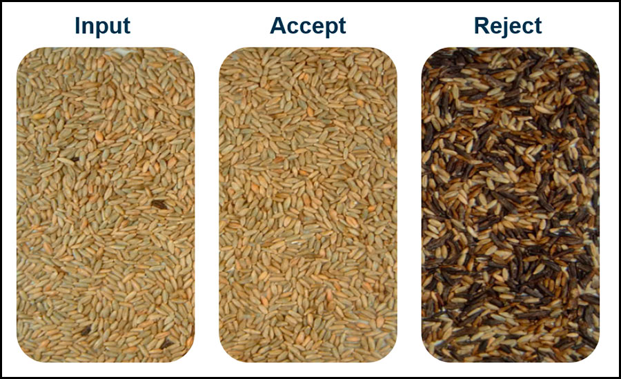 Optical sortation spots ergot infestation in grain