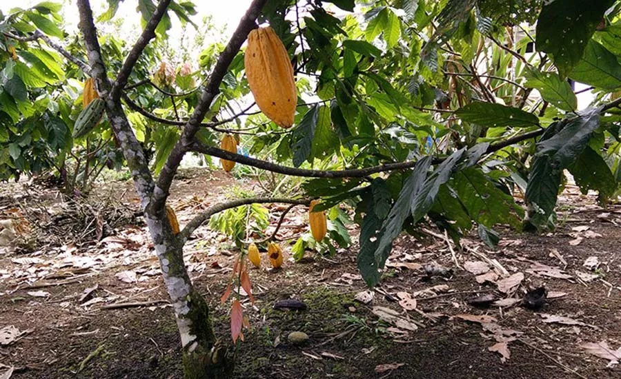 Cacao tree by David Argüello