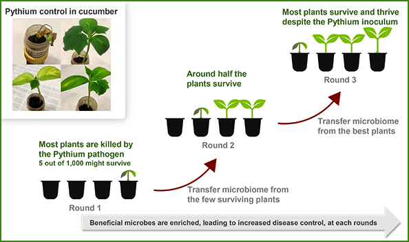 Pythium experiment