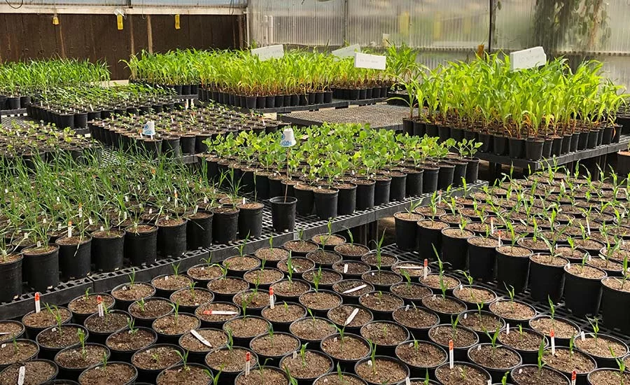 BioConsortia runs tests on corn to discover nitrogen-fixing bacteria specific to corn