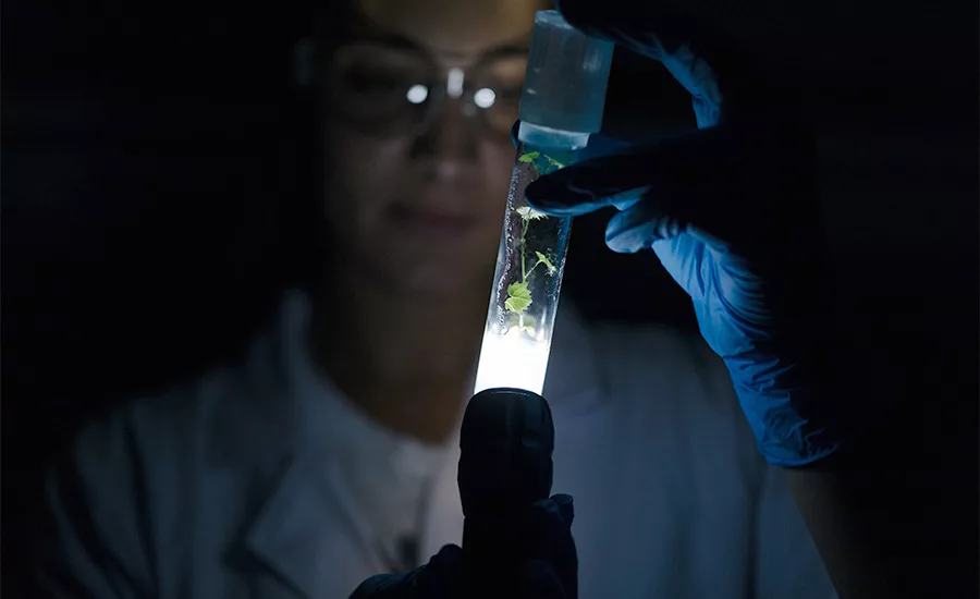 AM FRESH Group to acquire IFG and merge it with SNFL