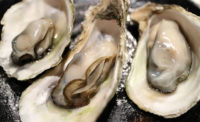 CULT Food Science invests in cell-based oyster company