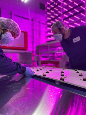   Kalera has opened a new hydroponic vertical farm in Aurora, Colo., near Denver