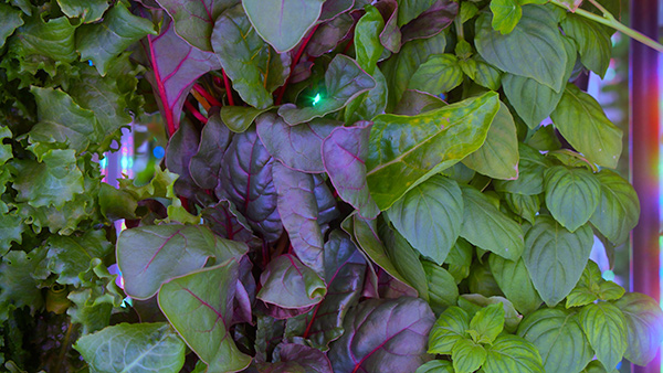 This “grow wall” produces leafy produce at one of Plenty Farms new facilities