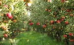Apple Orchard
